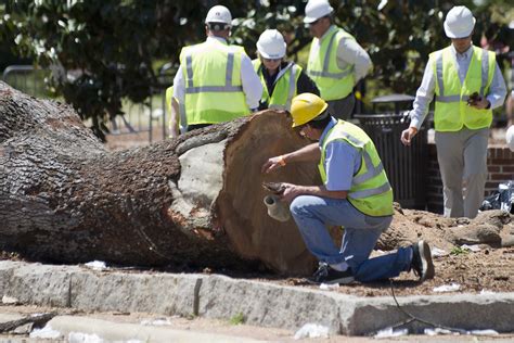 toomer's tree poisoning